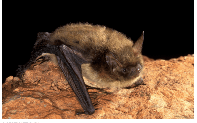 Northern Long-Eared Bat USFWS Listing Update